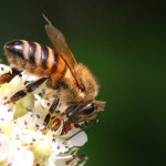 honeybee