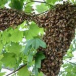 honeybee swarm